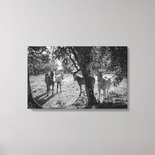 Impressão Em Tela Cavalos no Campo (Frente)