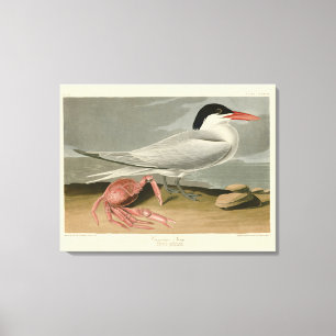 Impressão Em Tela Cayenne (Royal) Tern - Aves da América de Audubon