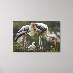 Impressão Em Tela Cegonhas-pintadas & filhote no ninho,Keoladeo