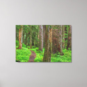 Impressão Em Tela Cenário de floresta antiga em crescimento