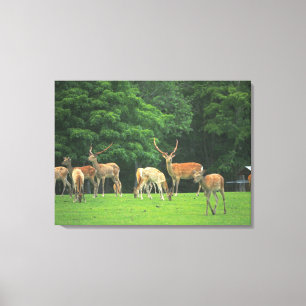 Impressão Em Tela Cervos de Sika que estão em um esclarecimento