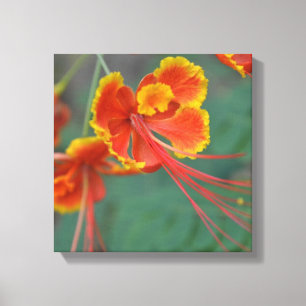 Impressão Em Tela Cesalpinia