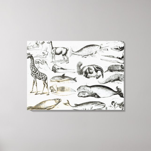 Impressão Em Tela Cetacea Edentata (Frente)