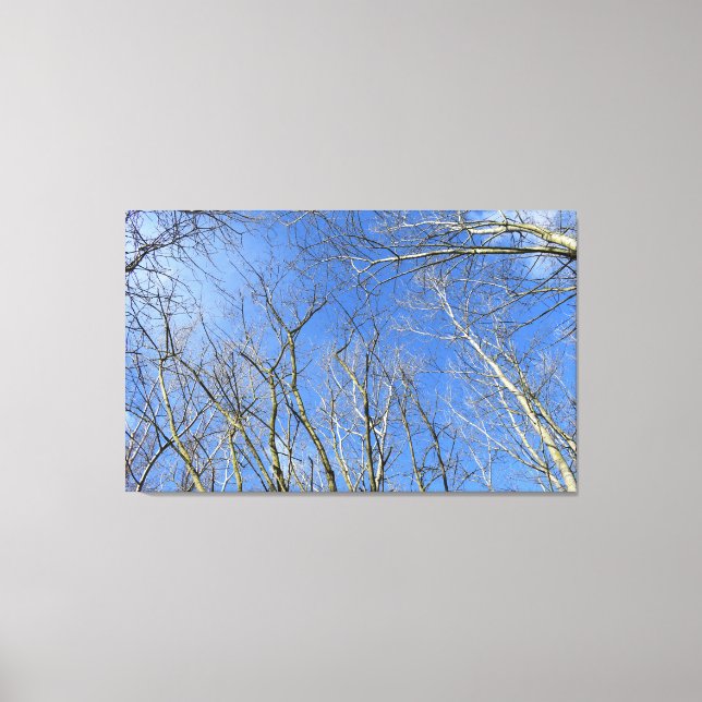 Impressão Em Tela Céu Azul, Árvores no inverno (Frente)
