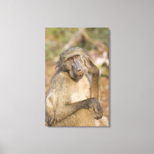 Impressão Em Tela Chacma Baboon (Papio ursinus) a coçar (Frente)