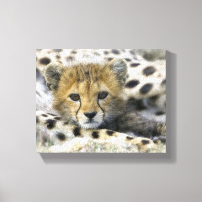 Impressão Em Tela Cheetah Cub (Frente)