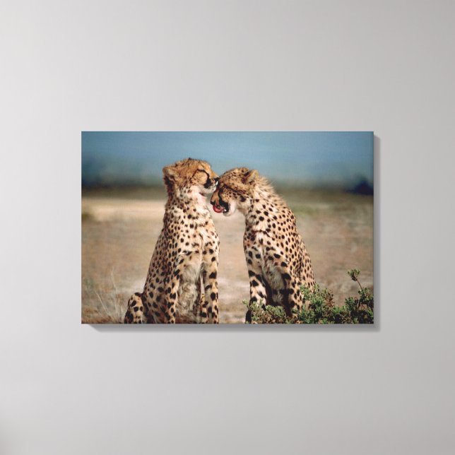 Impressão Em Tela Cheetahs (Frente)