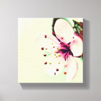 Cherry Blossom