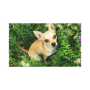 Impressão Em Tela Chihuahua bonito no prado da grama