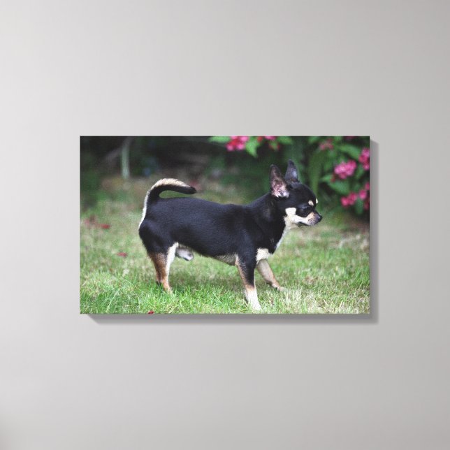 Impressão Em Tela Chihuahua de curta distância (Frente)