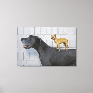 Impressão Em Tela Chihuahua na parte traseira de great dane