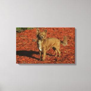 Impressão Em Tela Chihuahua olhando para a câmera