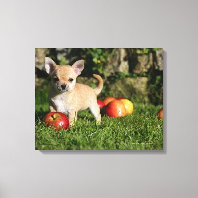 Impressão Em Tela Chihuahua Puppy com Maçãs (Frente)