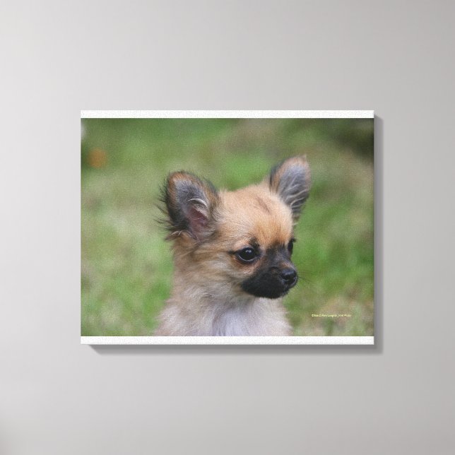 Impressão Em Tela Chihuahua Puppy de longa distância olhando para a  (Frente)