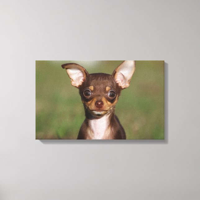 Impressão Em Tela Chihuahua Puppy olhando para a câmera (Frente)