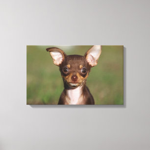 Impressão Em Tela Chihuahua Puppy olhando para a câmera