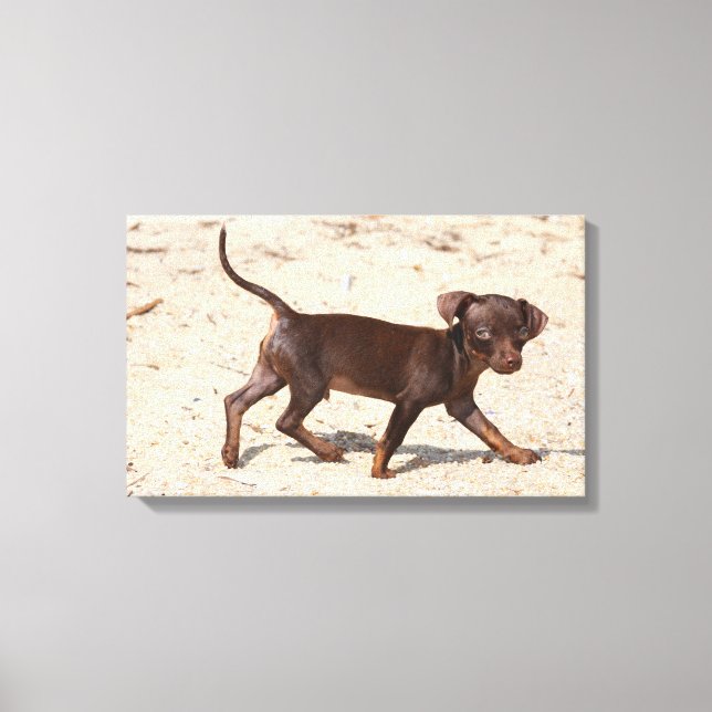 Impressão Em Tela Chihuahua Puppy Walking (Frente)