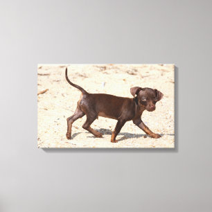 Impressão Em Tela Chihuahua Puppy Walking
