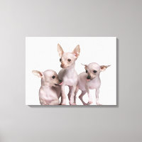 Chihuahua sem cabelo (5 e 7 meses de idade)