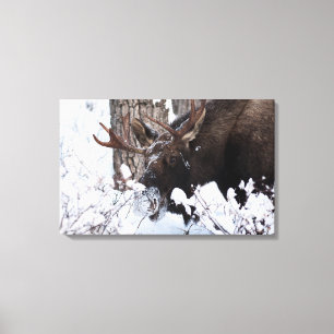 Impressão Em Tela Chilly Moose