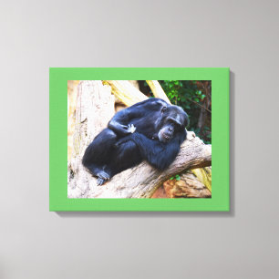 Impressão Em Tela Chimpanzé em animais de repouso
