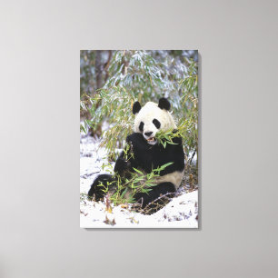 Impressão Em Tela China, Província de Sichuan. Giant Panda alimenta-