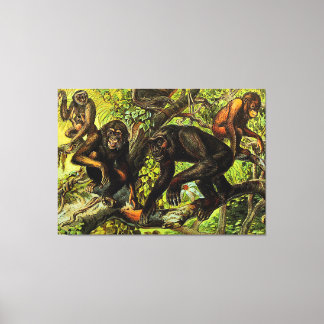 Impressão Em Tela Chipanze Macaco Gibão Gorila Animal Antigo