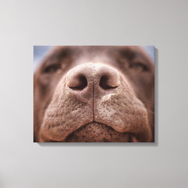 Impressão Em Tela Chocolate Labrador Nose Closeup (Frente)