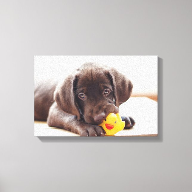 Impressão Em Tela Chocolate Labrador Puppy Com Pato De Brinquedo (Frente)