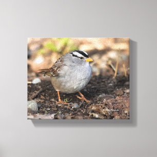 Impressão Em Tela Chubby White-Crowned Sparrow no Sol de inverno