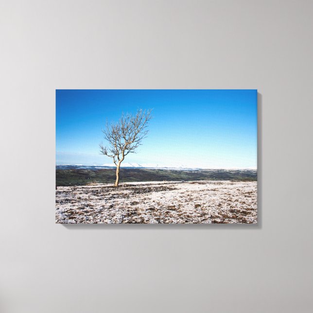 Impressão Em Tela Cicatriz de Árvore Velho Homem de Coniston (Frente)