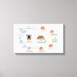 Impressão Em Tela Ciclo de vida do microti de Babesia do diagrama