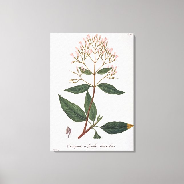 Impressão Em Tela Cinchona de 'Phytographie Medicale' por Joseph Ro (Frente)