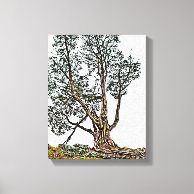 Impressão Em Tela Cipress solitário (Frente)