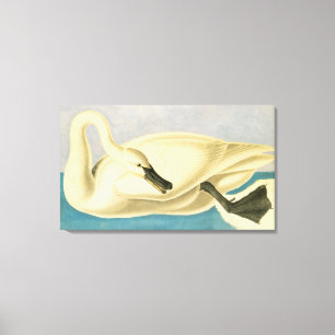Impressão Em Tela Cisne Trombeteiro por John James Audubon, Ave Vint