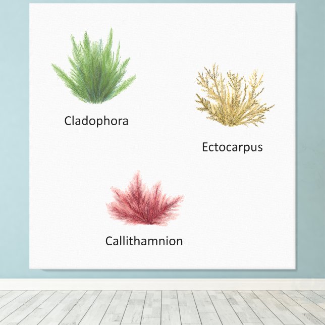 Impressão Em Tela Cladophora Desenhada À Mão, Ectocarpus Seaweed (Insitu(piso de madeira))