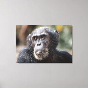 Impressão Em Tela Close-up de chimpanzé macho