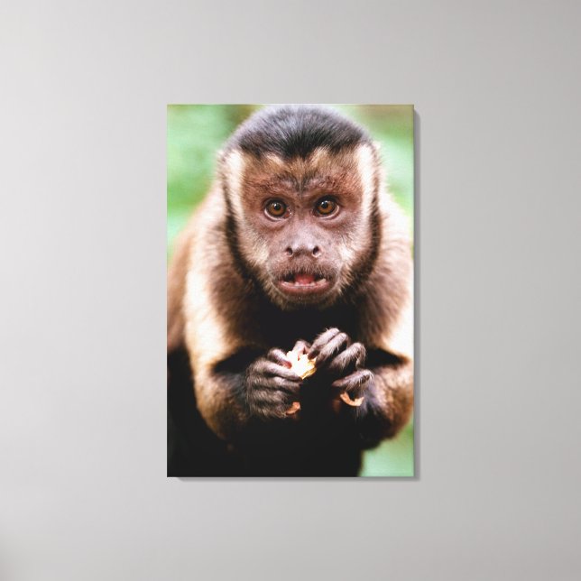 Impressão Em Tela Close-up de um macaco caiarara (Frente)