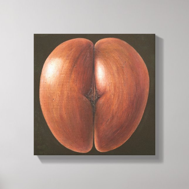 Impressão Em Tela Coco de Mer Maldivas 2012 (Frente)