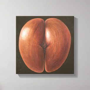 Impressão Em Tela Coco de Mer Maldives 2012