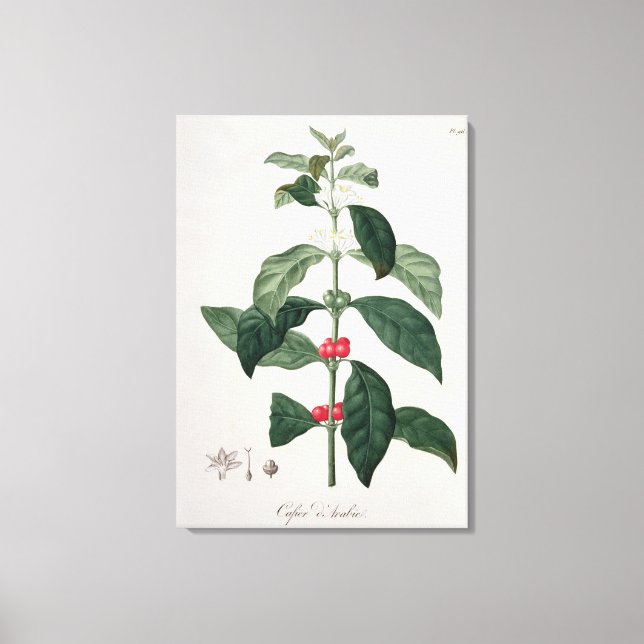 Impressão Em Tela Coffea Arabica de 'Phytographie Medicale' por Jos (Frente)