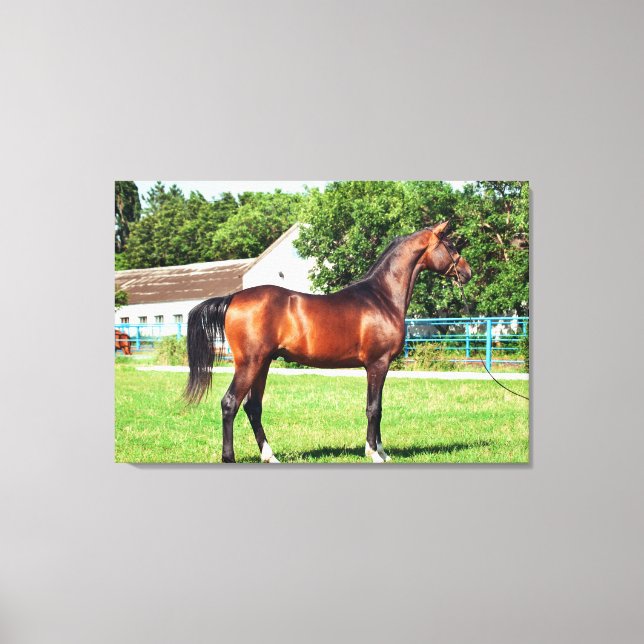 Impressão Em Tela coleção de cavalos. baía arábica (Frente)