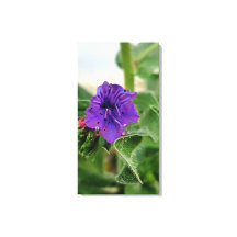 Coleção de flora de primavera de flor roxa