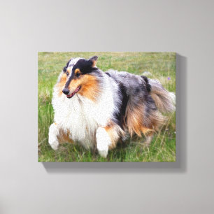 Impressão Em Tela Collie azul Running de Merle