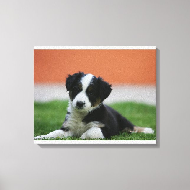 Impressão Em Tela Collie, Fronteira Antiga de 6 Semanas (Frente)