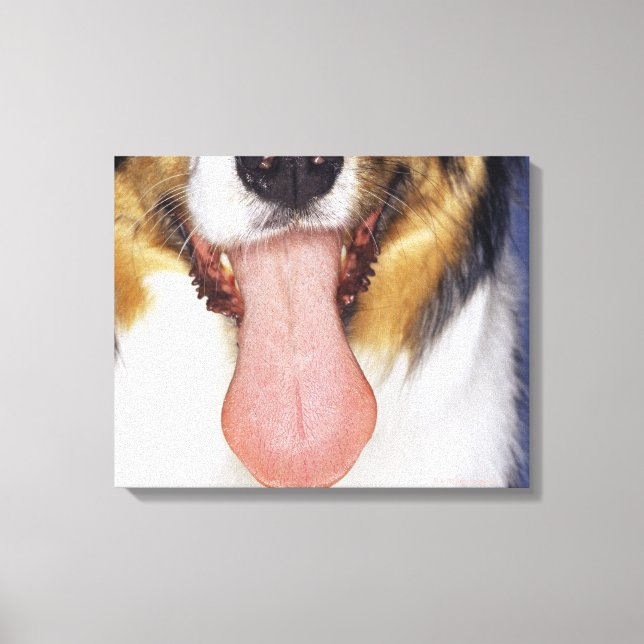 Impressão Em Tela Collie perambulando língua (Frente)