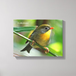 Impressão Em Tela Colorida Leiothrix / Pekin Robin Songbird