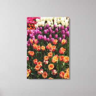 Impressão Em Tela Colorida Tulip Garden Bed, Oregon
