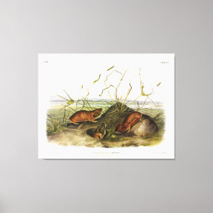 Impressão Em Tela Columbia Pouched-Rat, Norte Pocket Gopher