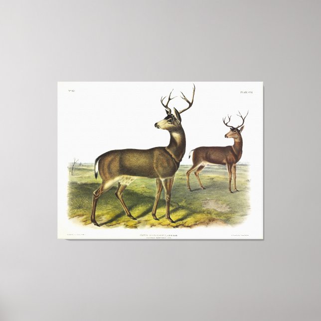Impressão Em Tela Columbian Black-tail Deer, Blacktail, por Audubon (Frente)